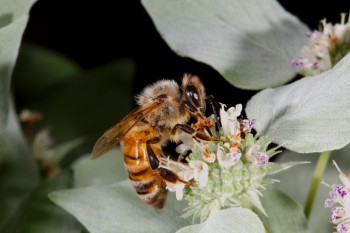 Apis mellifera (European Honey Bee)