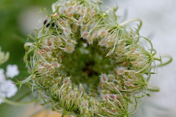 Queen Anne's Lace Seeds