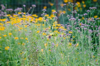 American goldfinch (Spinus tristis) on Verbina bonariensis