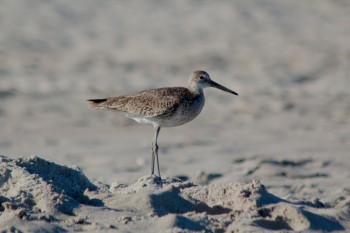 Willet (Tringa semipalmata)