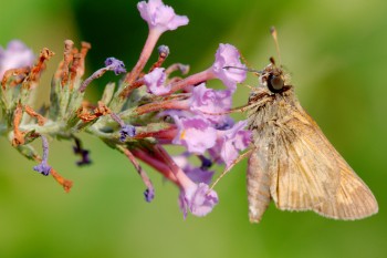 Grass Skipper (Subfamily Hesperiinae)