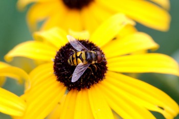 Eristalis transversa (Transverse Flower Fly)