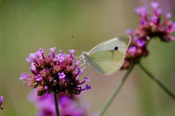 Pieris rapae (Cabbage White)