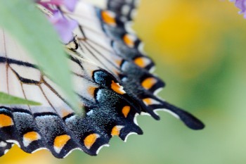 Papilio glaucus (Eastern Tiger Swallowtail)