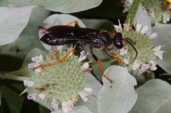 Sphex nudus (Katydid Wasp)