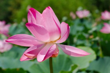 <em>Nelumbo nucifera</em> (Indian Lotus)