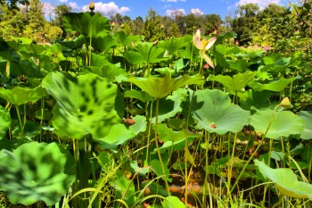 Lotus Plants, Kenilworth Aquatic Gardens