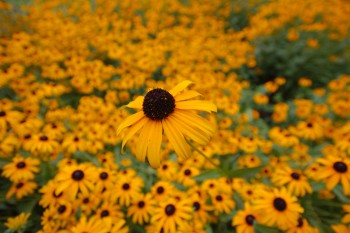 Black-eyed Susan