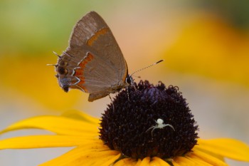 Calycopis cecrops (Red-banded Hairstreak)