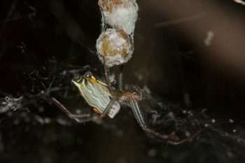 Mecynogea lemniscata (Basilica Orbweaver)