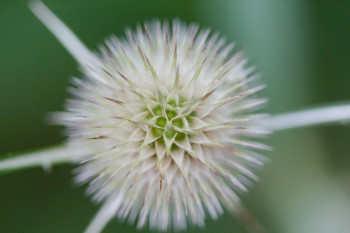 Dipsacus (Teasel)