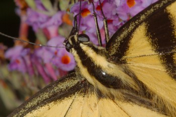 Swallowtail, Up Close