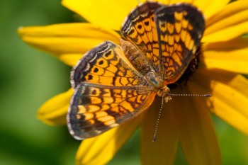 Phyciodes tharos (Pearl Crescent)