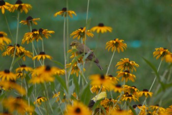 American Goldfinches (Spinus tristis)