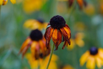 Fading Black-eyed Susan