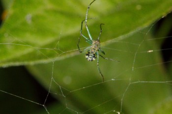 Leucauge venusta (Orchard Orbweaver)