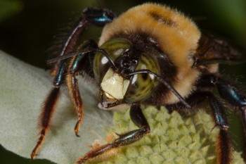 Xylocopa virginica (Eastern Carpenter Bee)