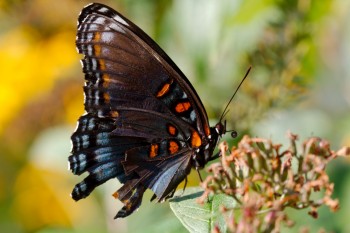 Limenitis arthemis astyanax (Red-spotted Purple)