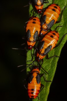 Oncopeltus fasciatus (Large Milkweed Bug)