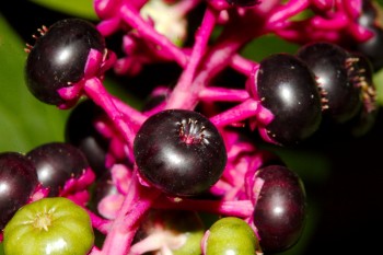 Pokeweed Berries