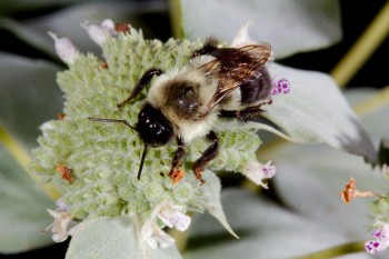 Bombus impatiens (Common Eastern Bumble Bee)