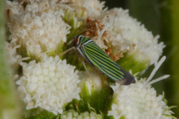 <em>Tylozygus bifidus</em> (Leafhopper)