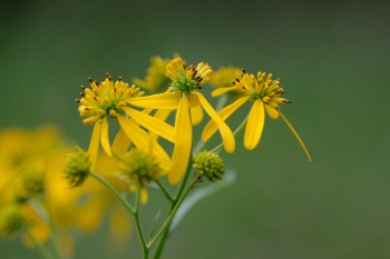 Verbesina alternifolia (Wingstem or Yellow Ironweed)