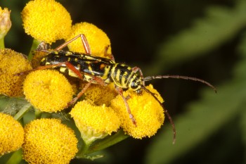 Megacyllene robiniae (Locust Borer)