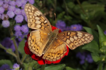 Euptoieta claudia (Variegated Fritillary)