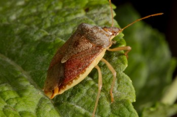 <em>Euschistus</em> Species (Stink Bug)