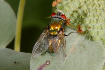 Lucilia sericata (Common Green Bottle Fly)
