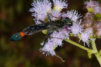 Genus Ammophila (Thread-waisted Wasp)