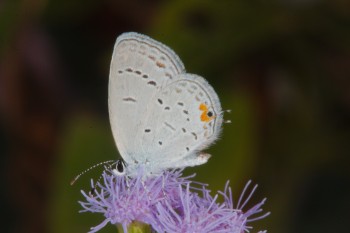 Cupido comyntas Eastern Tailed-Blue