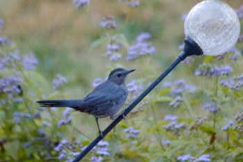 A Jaunty Catbird (Dumetella carolinensis)