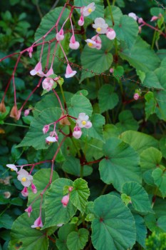 Hardy Begonia