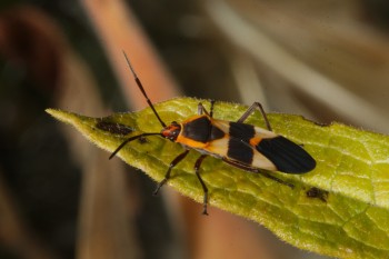 Oncopeltus fasciatus (Large Milkweed Bug)