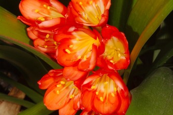 Clivia miniata (Natal Lily)