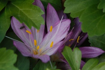 Colchicum autumnale (Autumn Crocus)