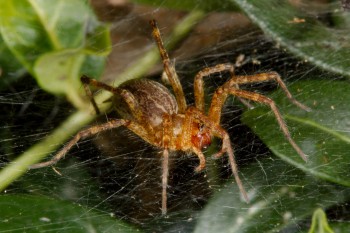 Agelenidaea (Funnel Weaver)