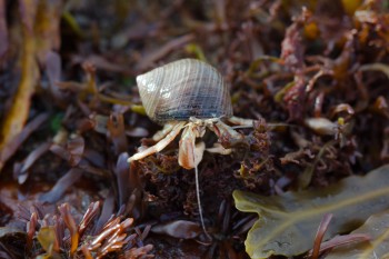 Hermit Crab