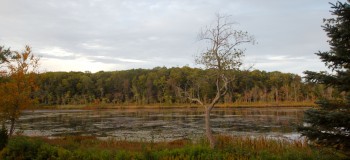 Coy Pond from Lane Student Center