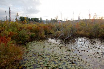 Gordon Campus from Across Coy Pond