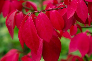 Burning Bush (a.k.a. Winged Euonymus)