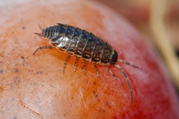 <em>Philoscia muscorum</em> (Common Striped Woodlouse)