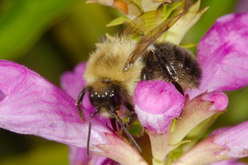 Bombus impatiens (Common Eastern Bumblebee)