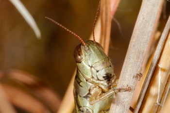 Grasshopper, Family Acrididae