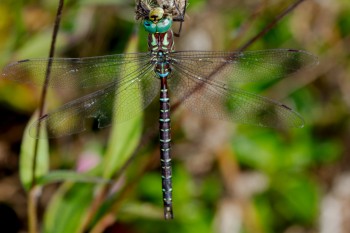 Aeshna umbrosa (Shadow Darner)