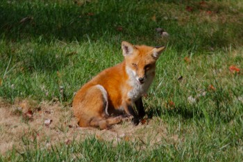 Vulpes vulpes (Red Fox)