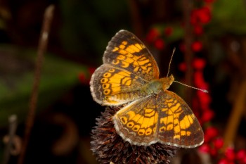 Phyciodes tharos (Pearl Crescent)