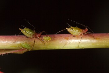 Aphids (Family Aphididae)